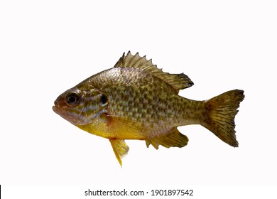 Sun Perch Isolated On White. Freshwater Fish.