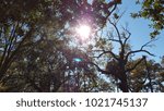 Sun Piercing Through Tree Branches