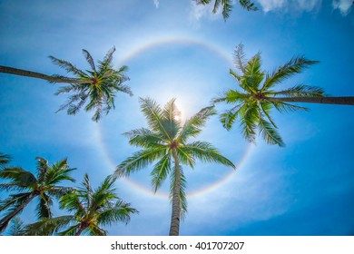 Sun rainbow circular halo phenomenon with palm trees - Powered by Shutterstock