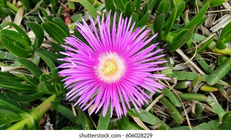 Sun ray flower