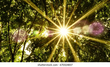 sun ray through  forest                               