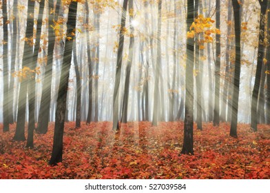 Sun Rays Stock Photo 527039347 | Shutterstock