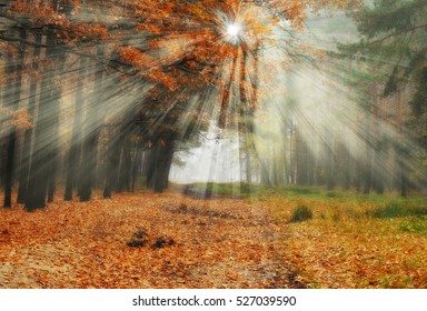 Sun Rays Stock Photo 527039347 | Shutterstock