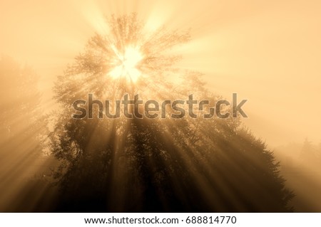 Similar – Nebulised Sun Sunset Fog