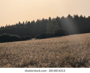 Sun Rays across Wheat Field.

Atmospheric sunbeams shining over a mature wheat field at sunset.