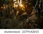 Sun rays among the dense forest in the evening