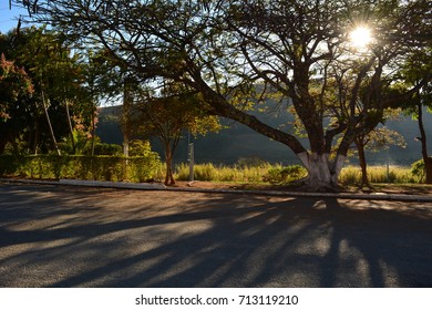 sun rays behind the tree forming shadow