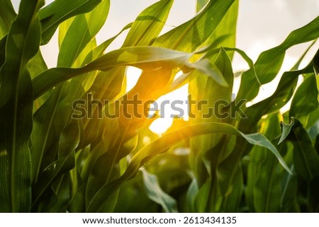 Sun rays break through the leaves of an unripe corn plant in an agricultural field during sunset.