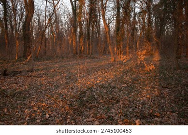 Sun rays breaking through bare trees in a quiet forest at the end of winter, early spring season. Soft golden sunlight filtering through branches without leaves, creating a peaceful and hopeful atmosphere. Natural landscape background symbolizing transition, renewal, and the change of seasons.