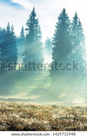 Similar – Image, Stock Photo autumn magic Environment