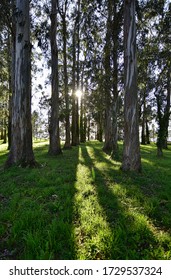 sun rays breaking through the lush forest