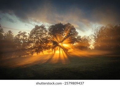 Sun Rays Breaking Through Trees in a Serene Misty Morning Landscape