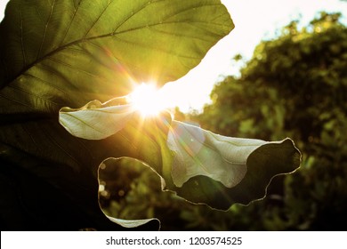 Sun Rays Brighting In Nature. Sunset Light, Green Leaf In Tropical Environment. Bright Light In Tulum, Mexico. Positive Lifestyle. Leaf Texture.