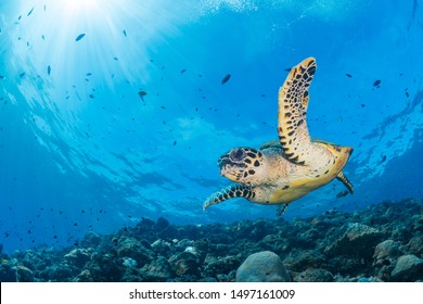 Sun rays burst through the water as hawksbill turtle swims above coral reef