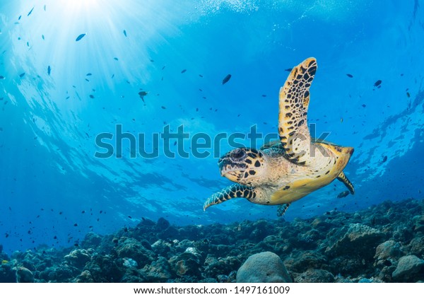 Sun rays burst through the water as hawksbill turtle\
swims above coral reef