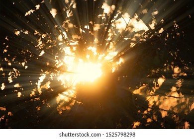 sun rays come through the three branches and leaves during sunset 
