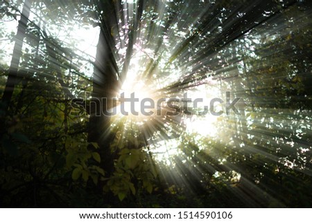 sun rays come through the three branches and leaves during sunset 