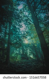 sun rays coming through the trees