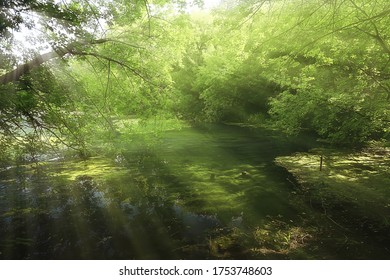 sun rays in coniferous forest