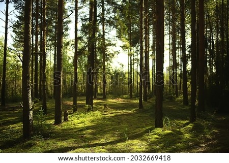 sun rays in coniferous forest, abstract landscape summer forest, beautiful wilderness nature