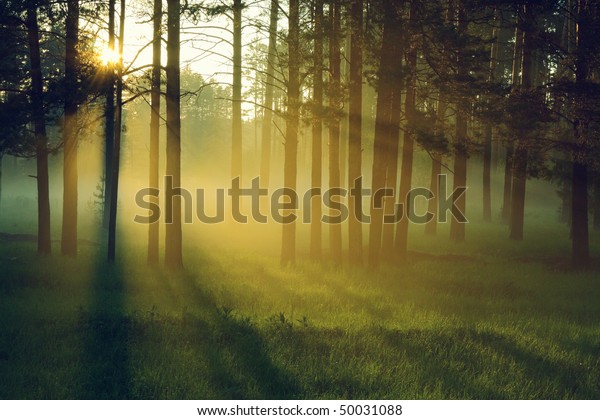 Sun Rays Crossing Misty Forest Photographed Stock Photo 50031088 ...