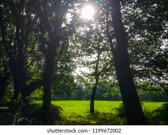 Sun rays crossing through branches of trees over a green grass field