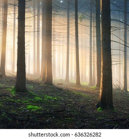 Sun Rays Dark Foggy Misterious Forest Stock Photo (edit Now) 636326282