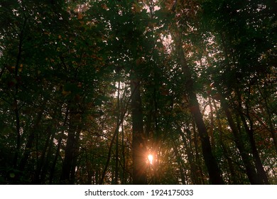 Sun rays in a dark forest