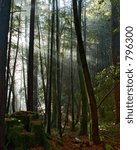 Sun rays fall into the mossy forest, Northern California