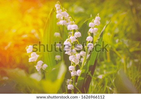 Sun rays fall on beautiful spring blooming flower. Flower Spring Sun White Green Background Horizontal. Ecological background Blooming lily of the valley on green grass background in the sunlight.