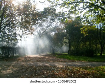 Sun rays fall through the  into the autumn forest surrounded by morning fog.