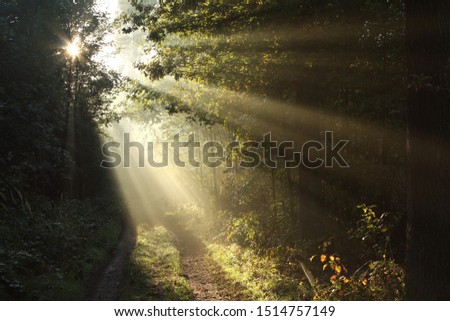 Similar – Image, Stock Photo Sun rays fall on a road with autumn trees on the roadside