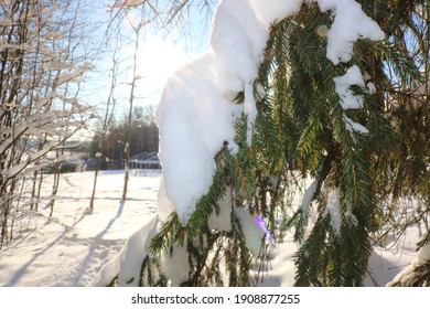 Sun rays falling on a snowy branch