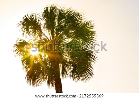 sun rays filter through a palm tree's fronds at sunset