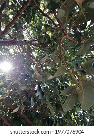 sun rays filtered by a tree
