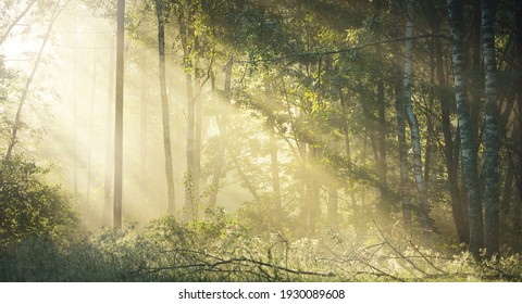 Sun Rays Flowing Through The Tree Trunks Of The Evergreen Forest. Fairy Summer Landscape. Mighty Trees Close-up. Golden Sunlight. Picturesque Panoramic Scenery. Pure Nature, Environmental Conservation