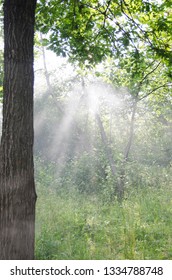 sun rays in the forest