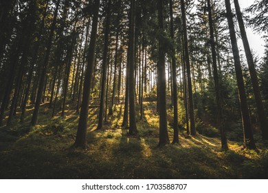 sun rays in the forest