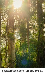 Sun rays in the forest