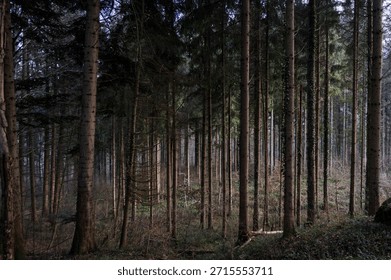 sun rays in the forest