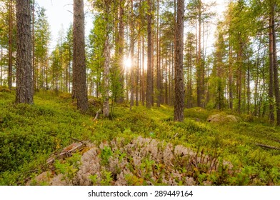 Sun rays in the forest
