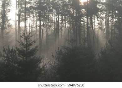 Sun Rays In Forest