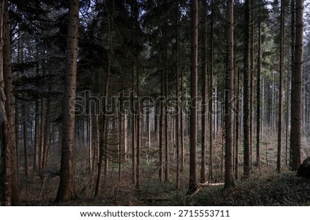 sun rays in the forest