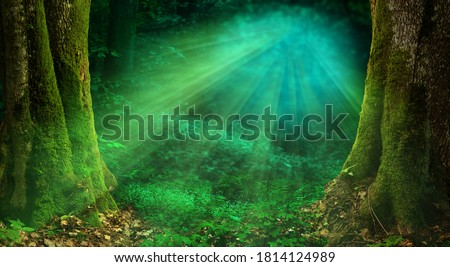 Sun rays in forest. Magical woods landscape, old thick mossy trees, rays of light, fairy tale