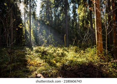 Sun rays in the forest in the morning. Forest sunbeams in morning. Morning sunrays in deep forest. Deep dark forest sunrays in the morning