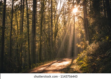 Sun Rays Forest Park Portland Oregon