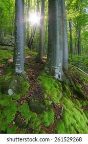 Sun rays in the forest. Spring landscape. Beautiful moss on trees and rocks