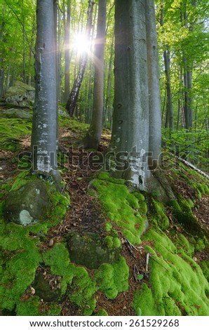 Sun rays in the forest. Spring landscape. Beautiful moss on trees and rocks