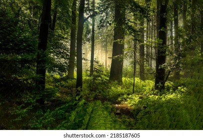 Sun rays in the forest. Sunbeams in green forest. Forest sunbeams background. Sunrays in forest