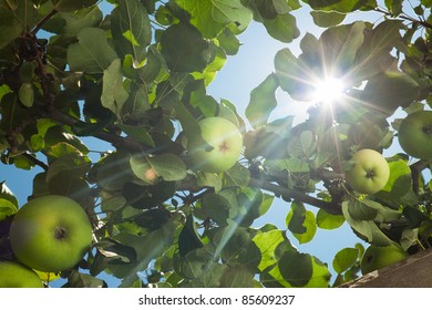 sun rays go through apple tree leafs - Powered by Shutterstock